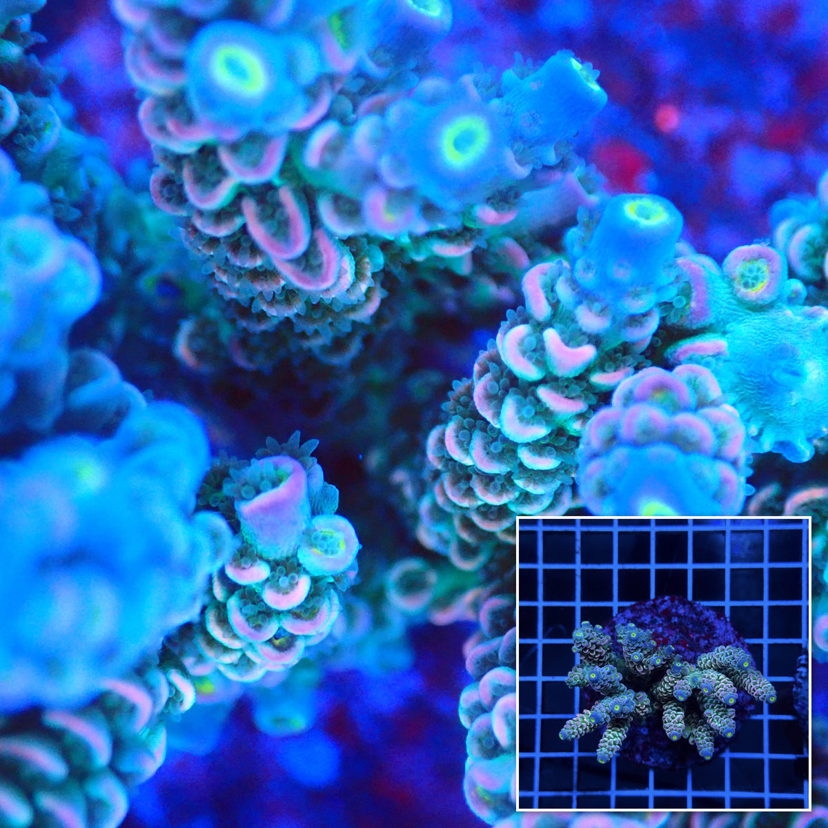 Acro Colony E9 macro with colony inset