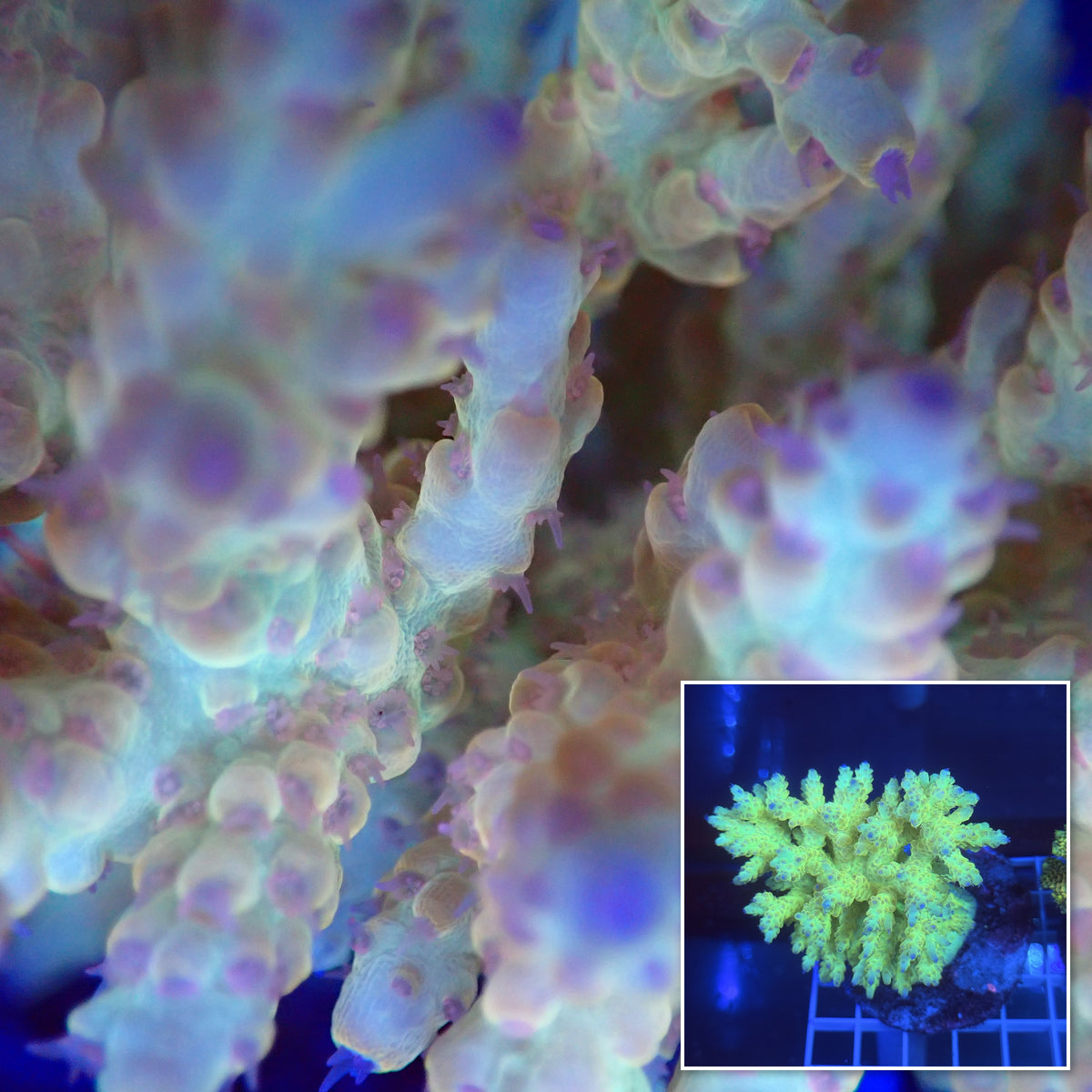 Acro Colony A1 macro with colony inset