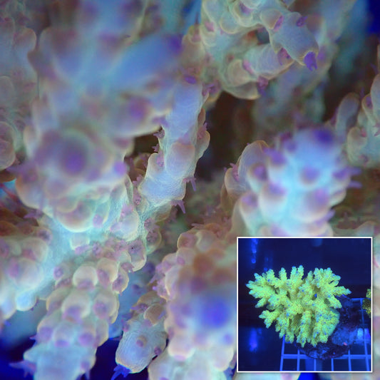 Acro Colony A1 macro with colony inset