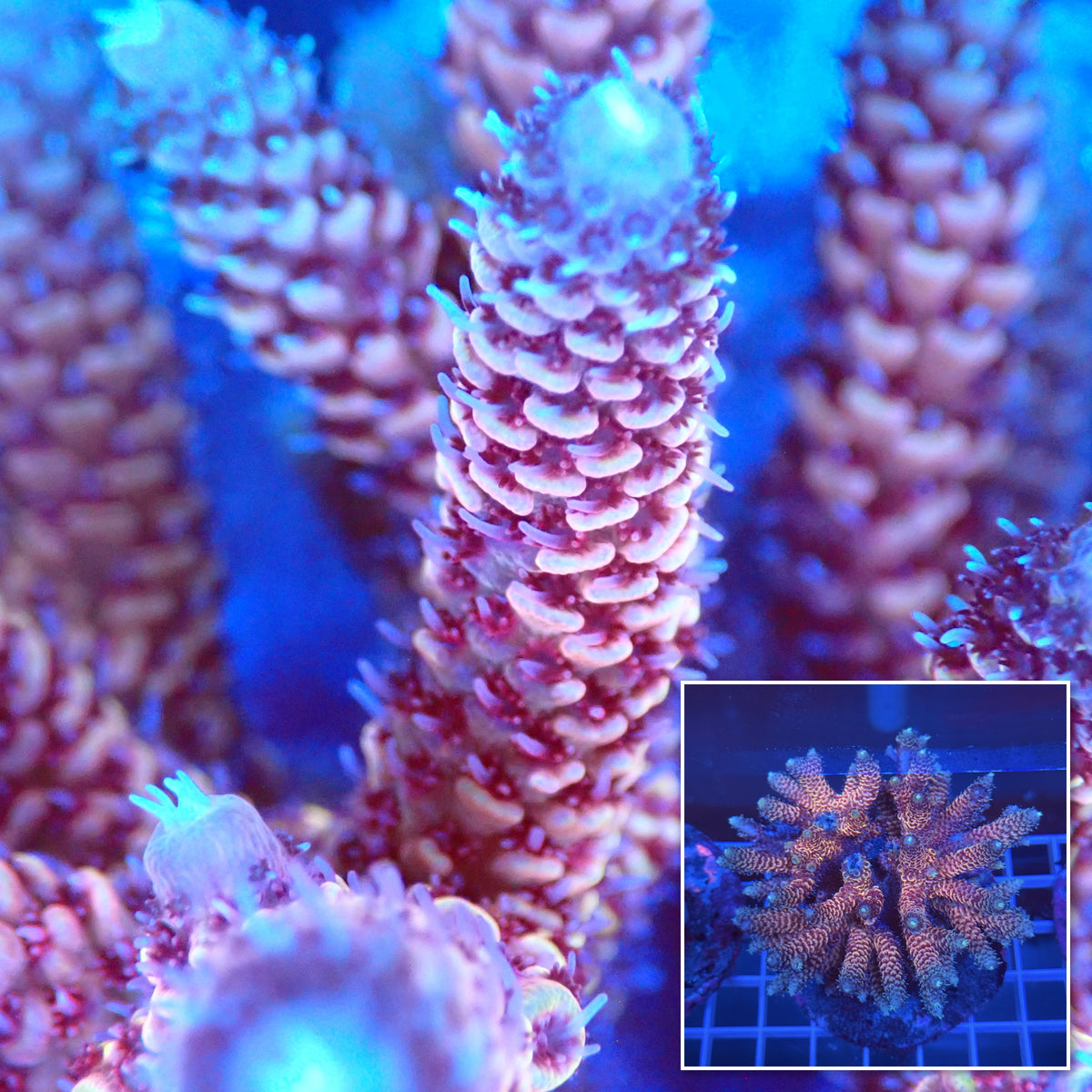 Acro Colony A11 macro with colony inset