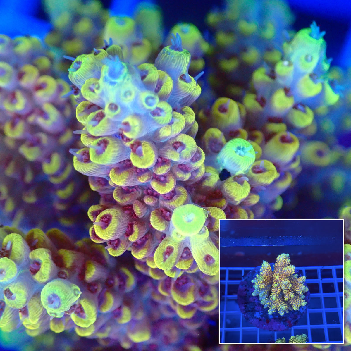 Acro Colony A12 macro with colony inset