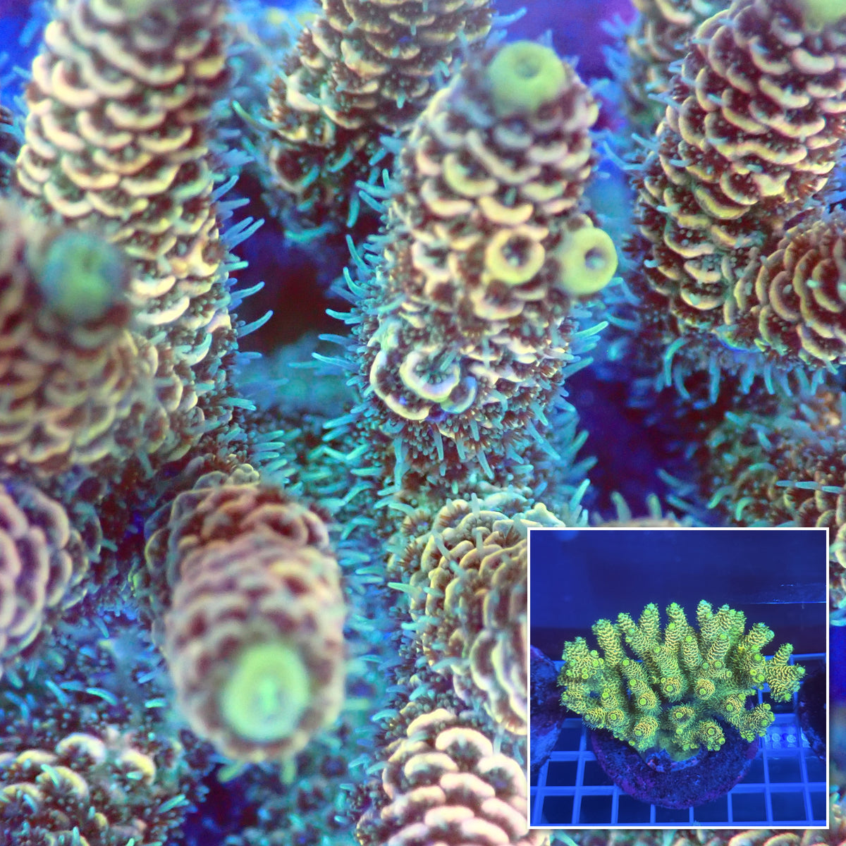 Acro Colony A2 macro with colony inset