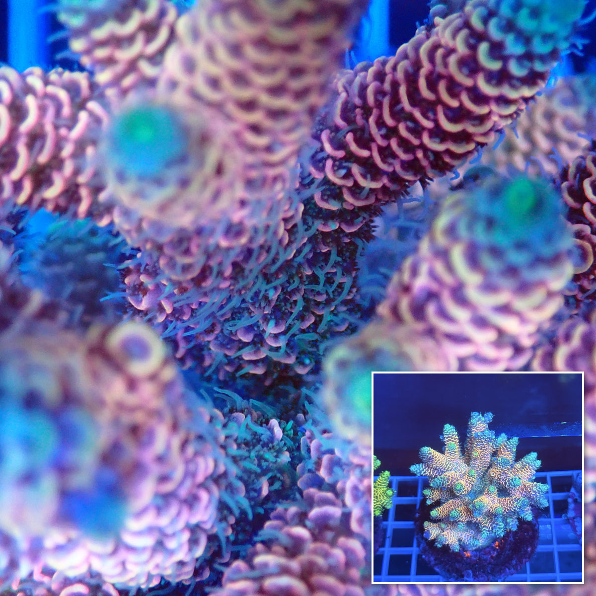 Acro Colony A3 macro with colony inset