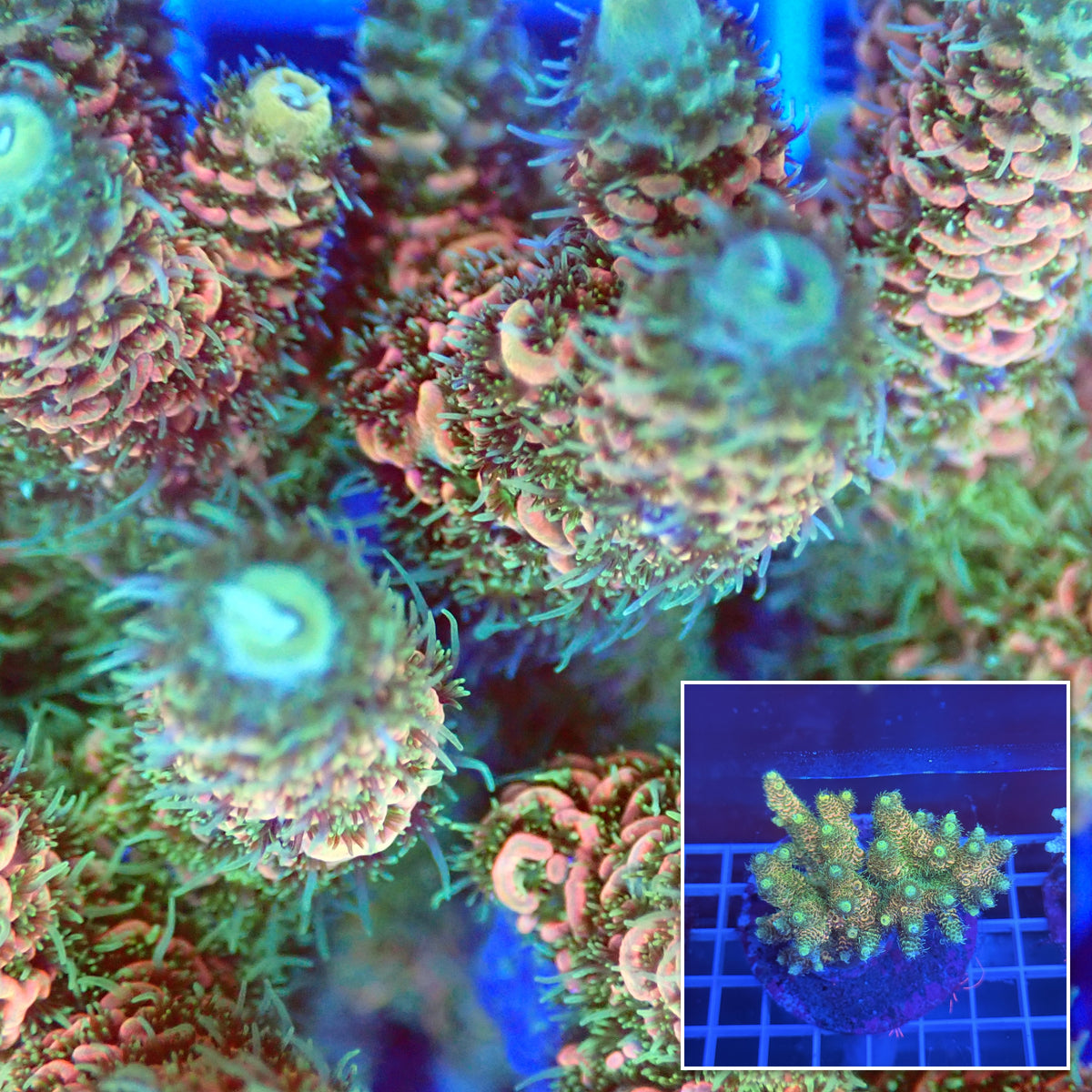Acro Colony A4 macro with colony inset