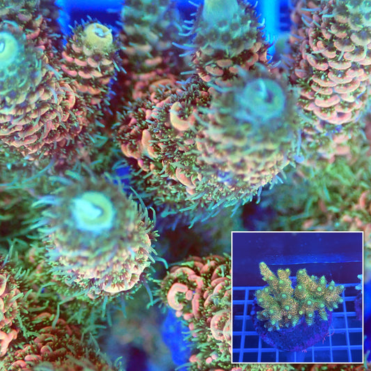 Acro Colony A4 macro with colony inset