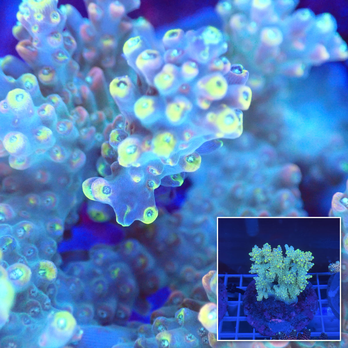 Acro Colony A8 macro with colony inset