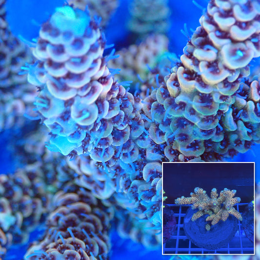 Acro Colony A9 macro with colony inset