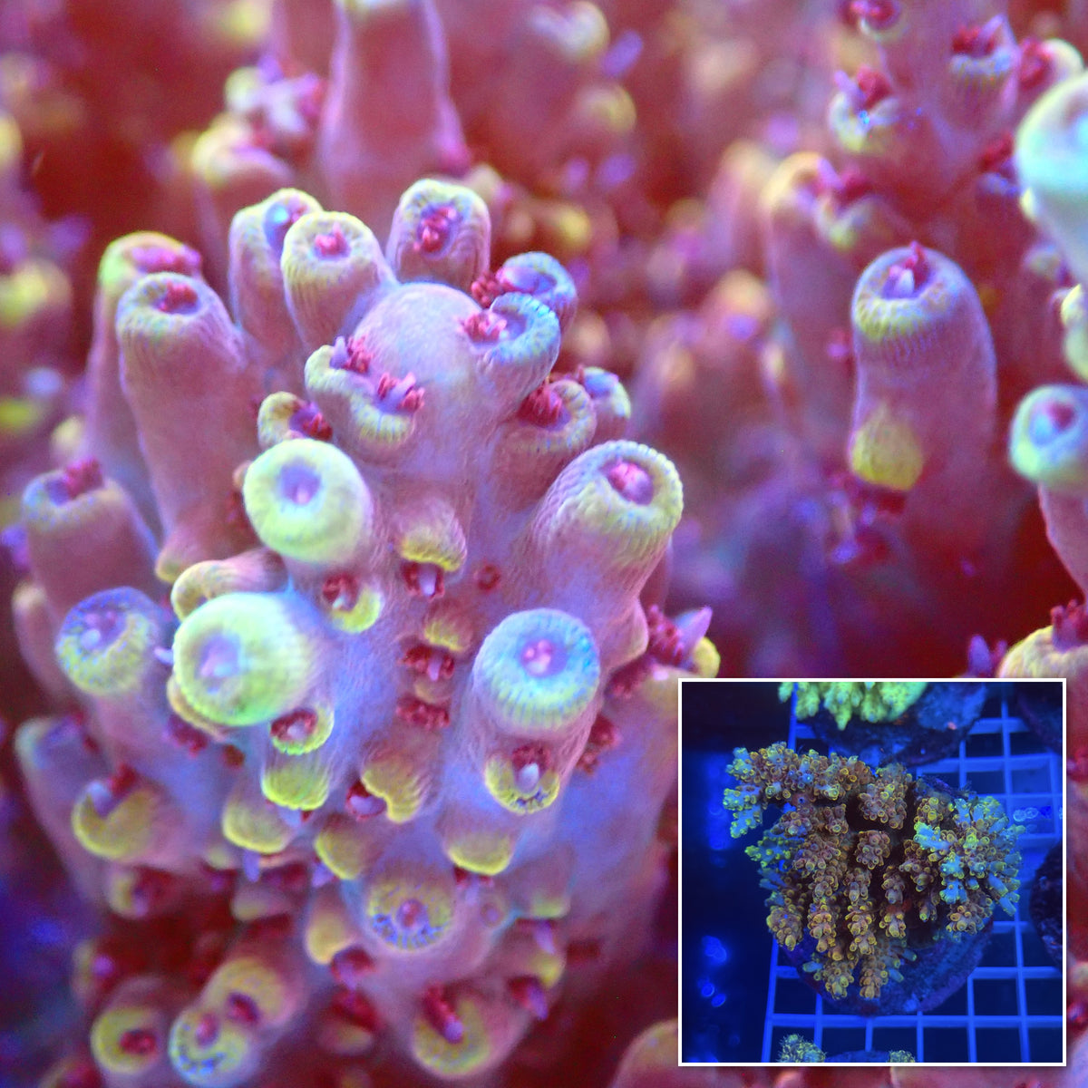 Acro Colony B1 macro with colony inset