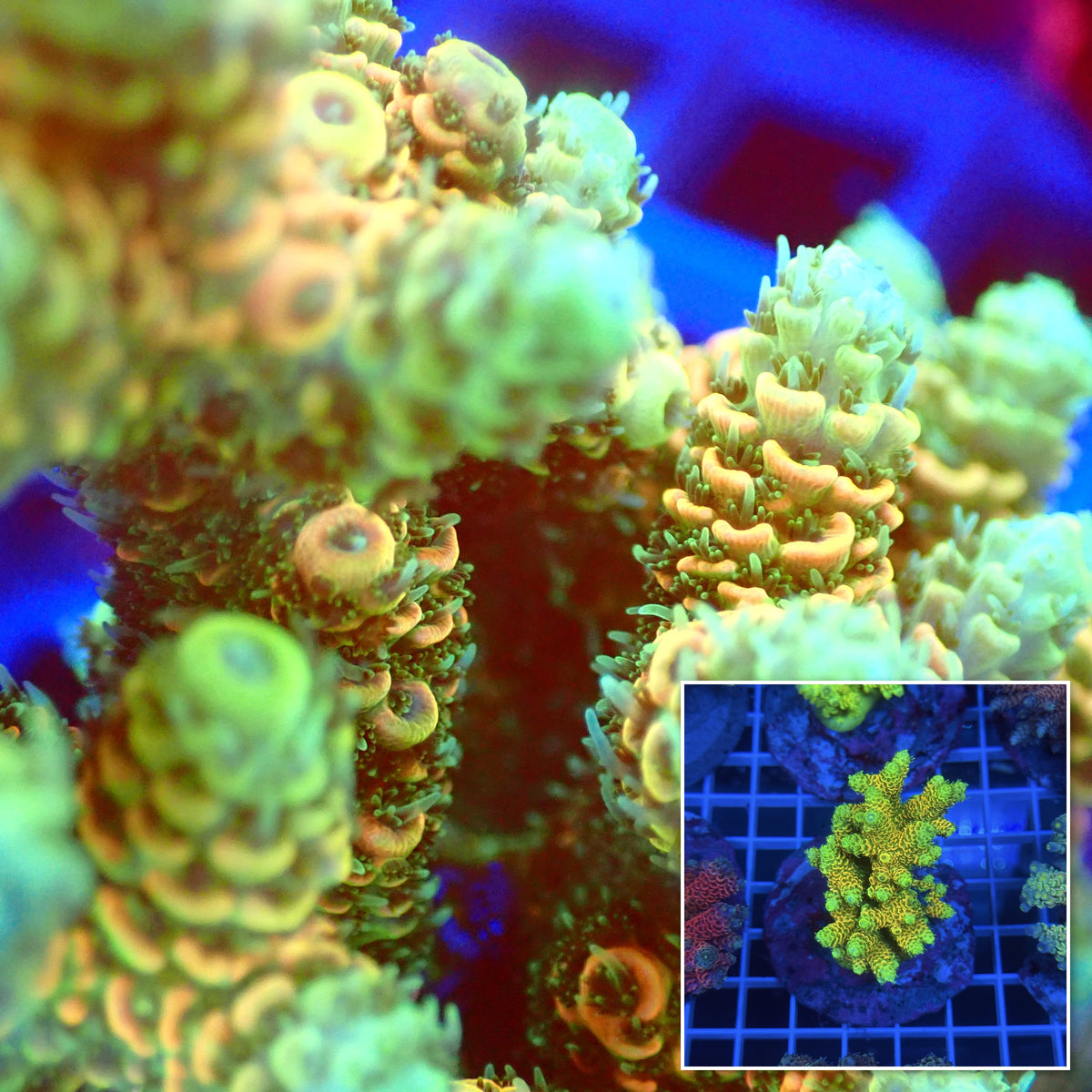 Acro Colony B10 macro with colony inset