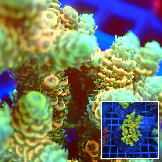 Acro Colony B10 macro with colony inset