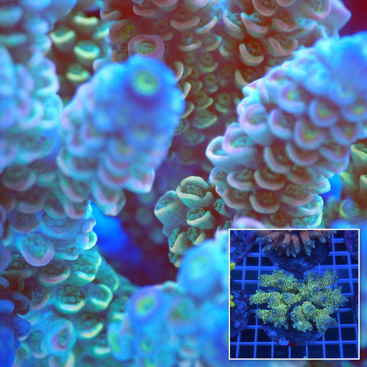Acro Colony B11 macro with colony inset