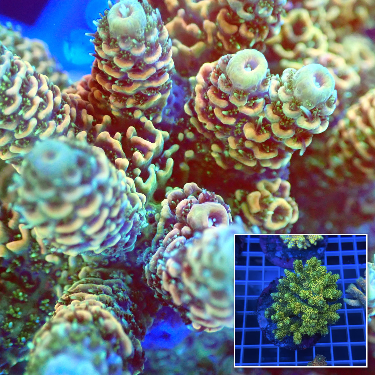 Acro Colony B12 macro with colony inset
