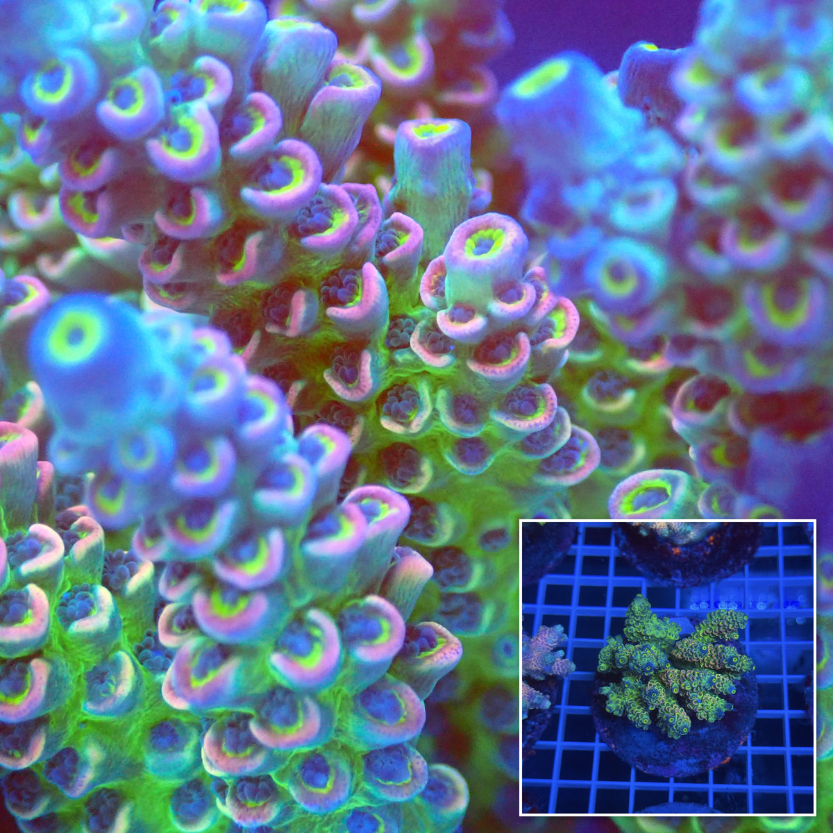 Acro Colony B3 macro with colony inset
