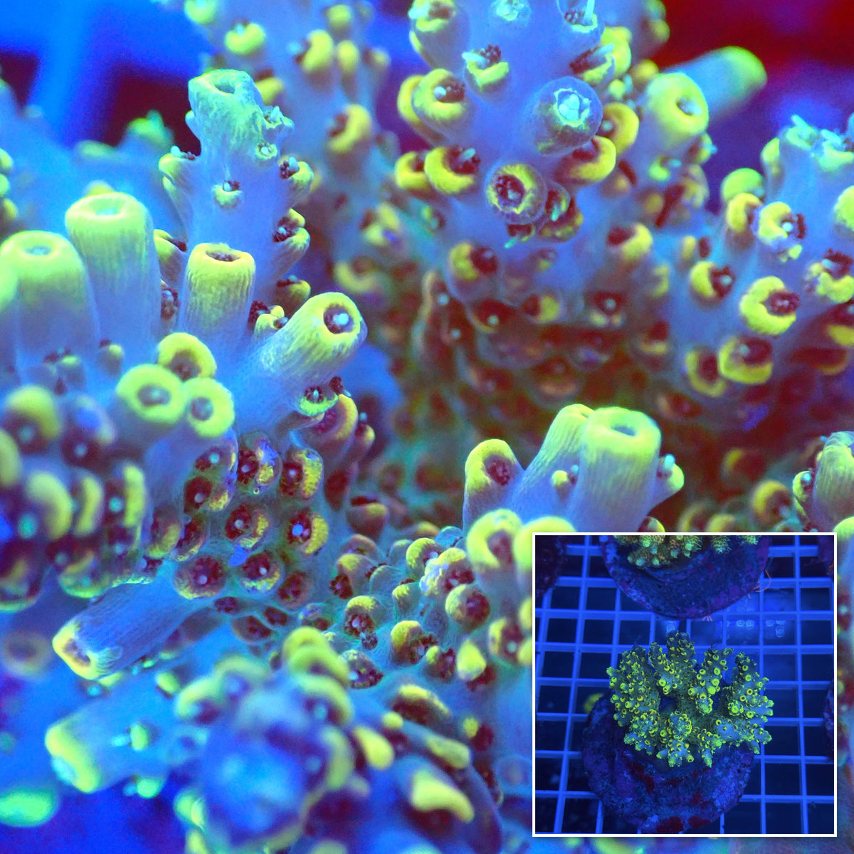 Acro Colony B4 macro with colony inset