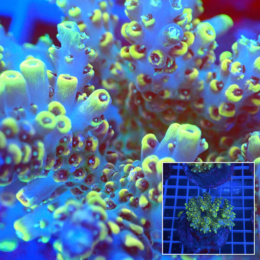 Acro Colony B4 macro with colony inset