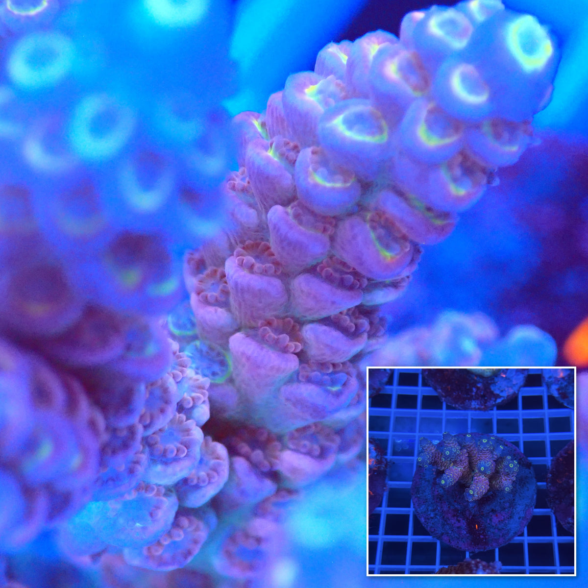Acro Colony B6 macro with colony inset