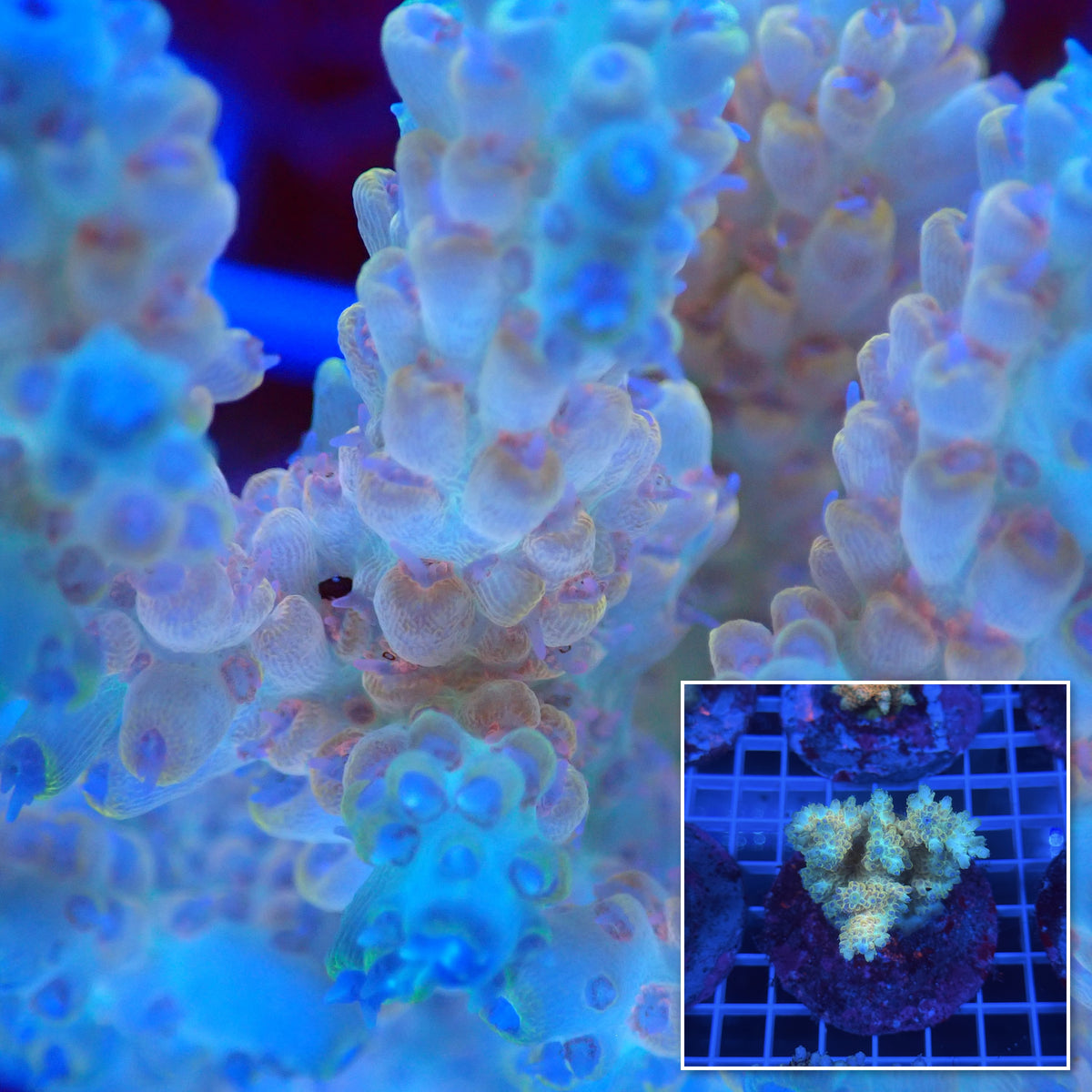 Acro Colony B7 macro with colony inset