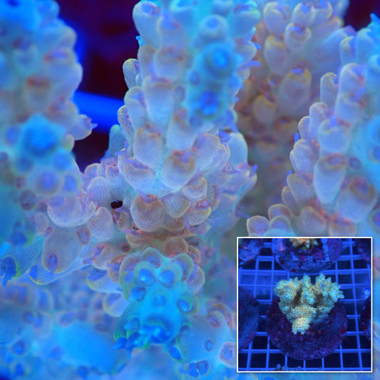 Acro Colony B7 macro with colony inset