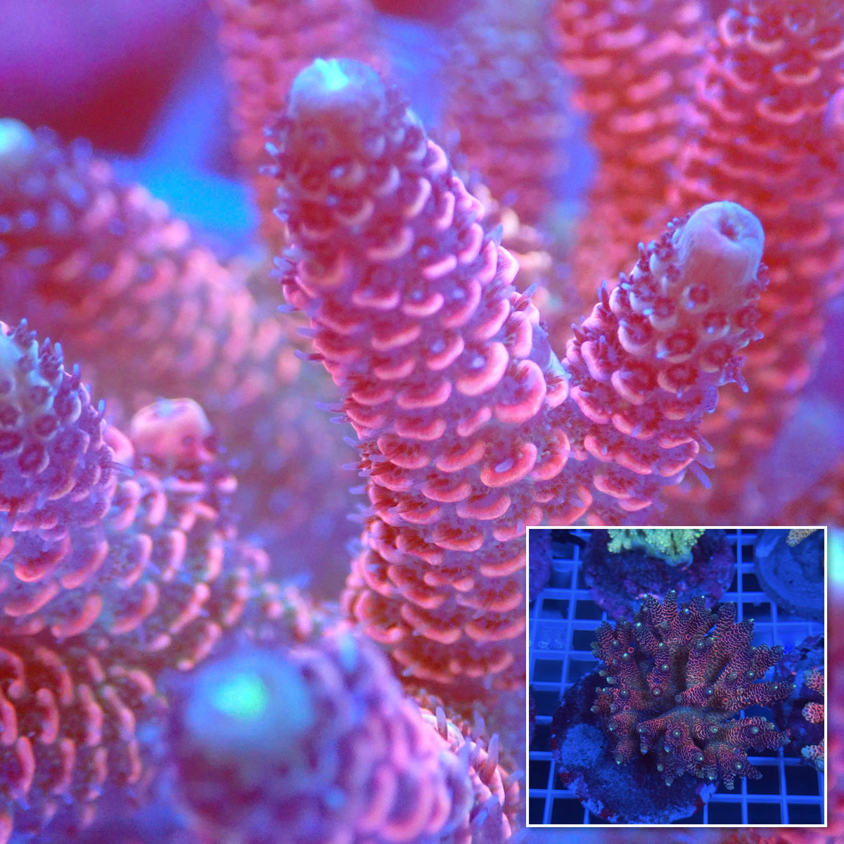 Acro Colony B8 macro with colony inset