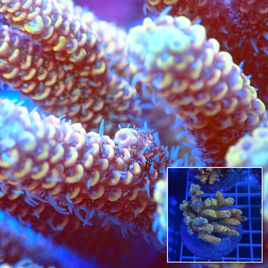 Acro Colony C1 macro with colony inset