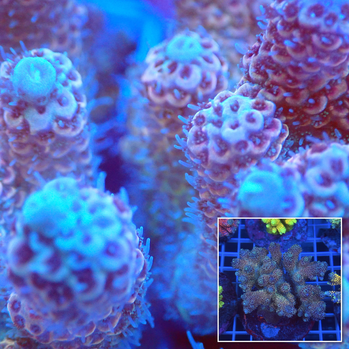 Acro Colony C10 macro with colony inset