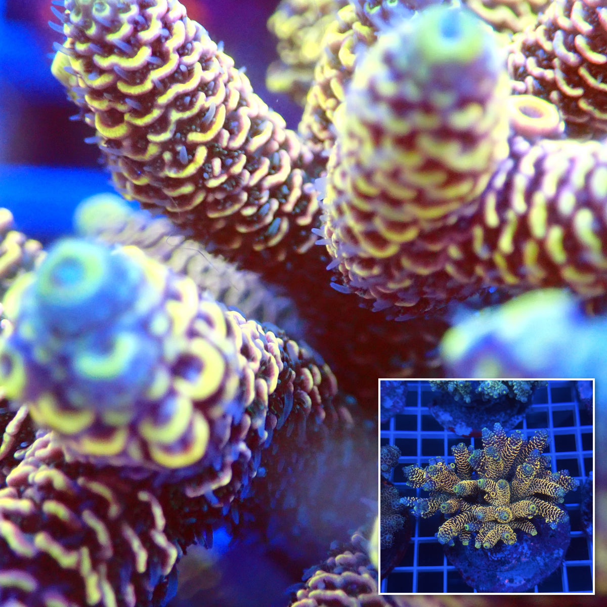 Acro Colony C11 macro with colony inset