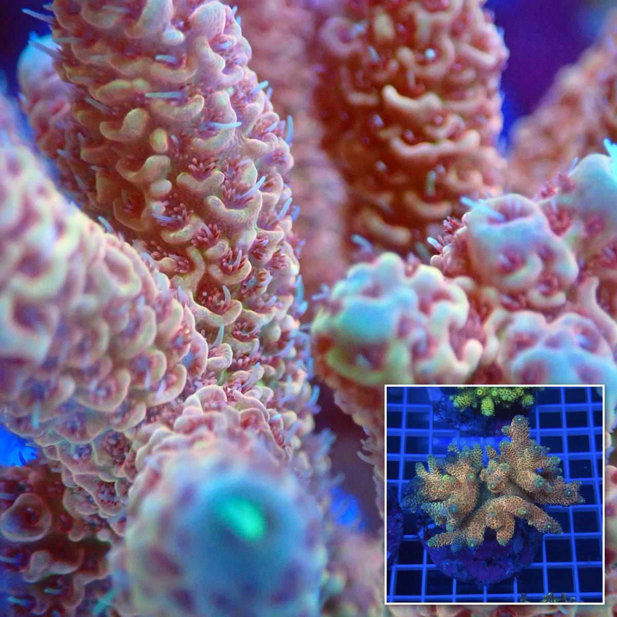 Acro Colony C12 macro with colony inset