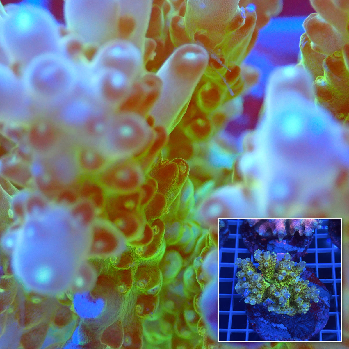 Acro Colony C2 macro with colony inset