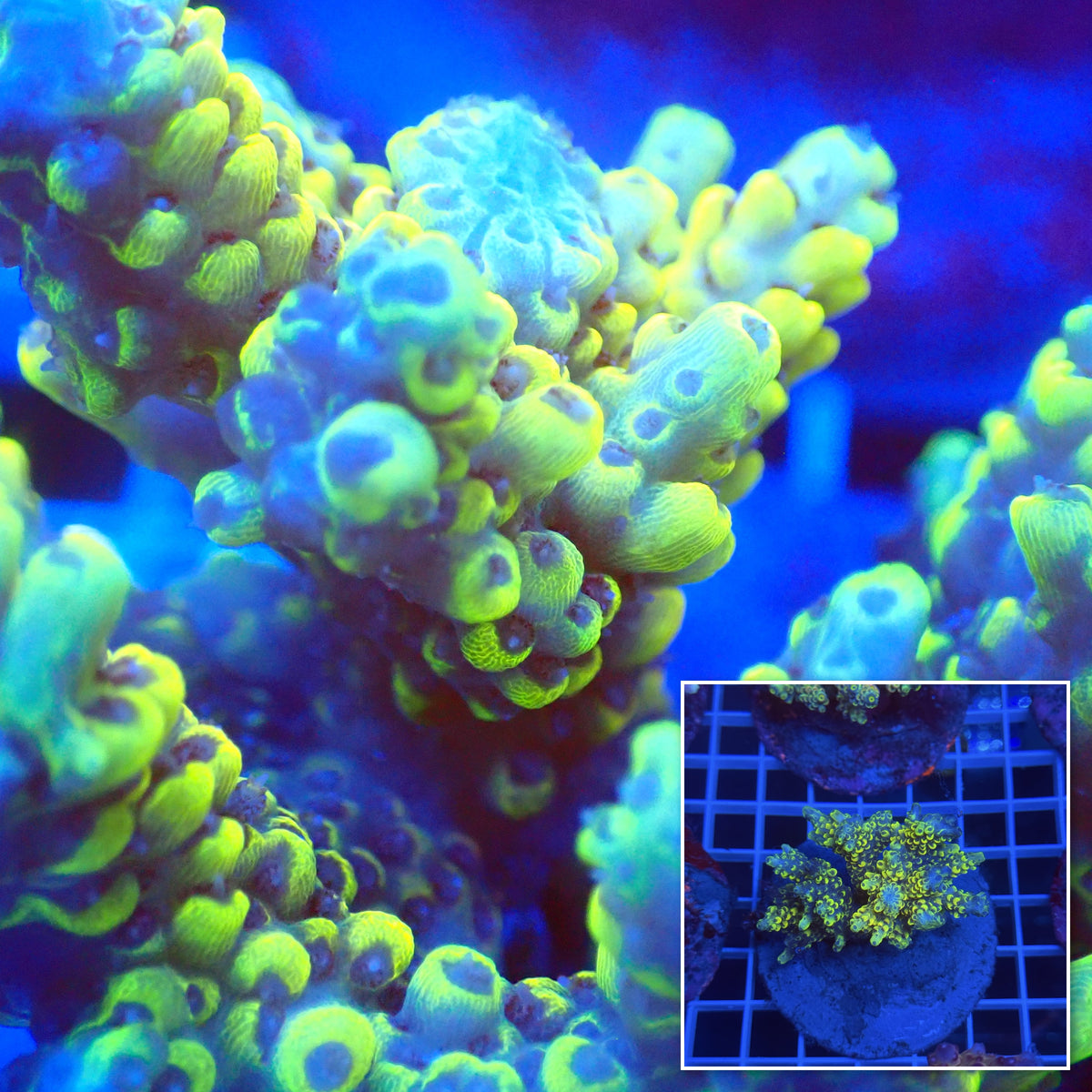 Acro Colony C3 macro with colony inset