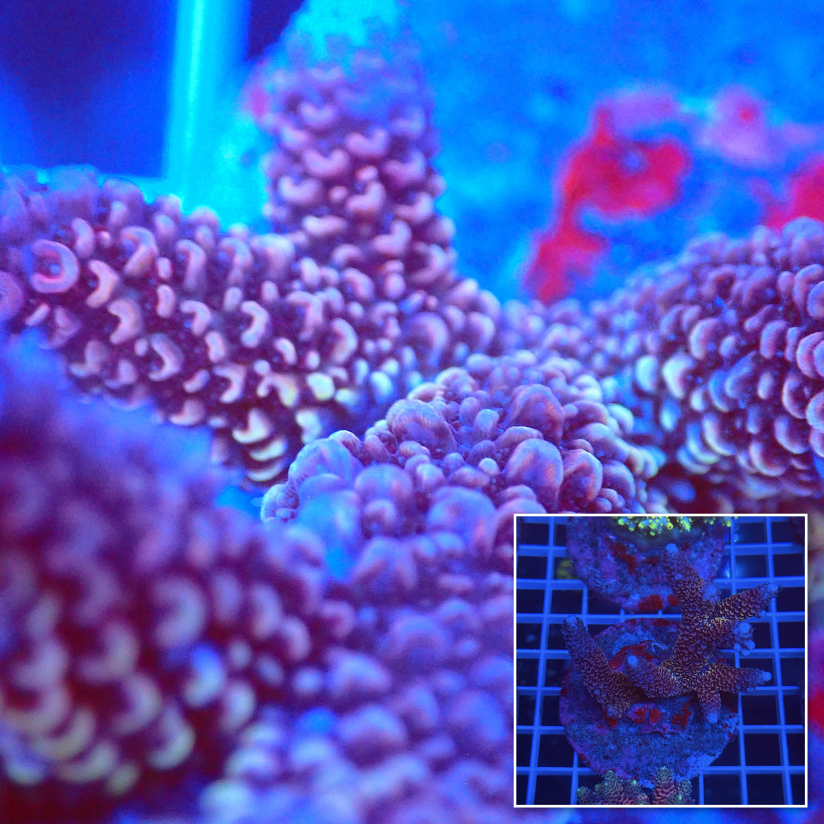 Acro Colony C4 macro with colony inset