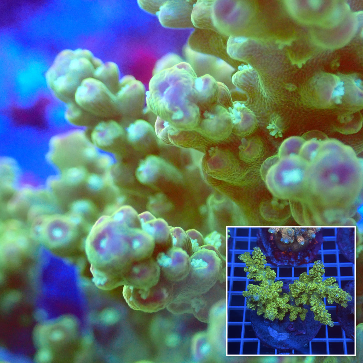 Acro Colony C5 macro with colony inset