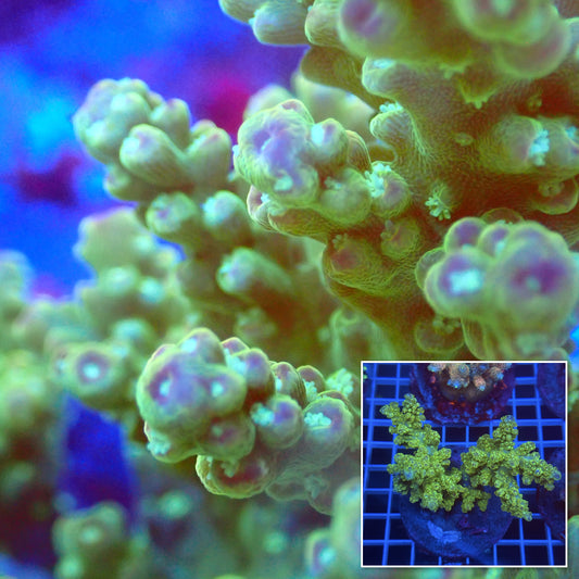 Acro Colony C5 macro with colony inset