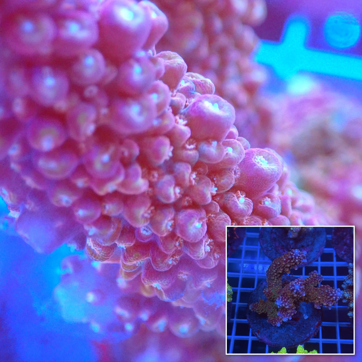 Acro Colony C6 macro with colony inset