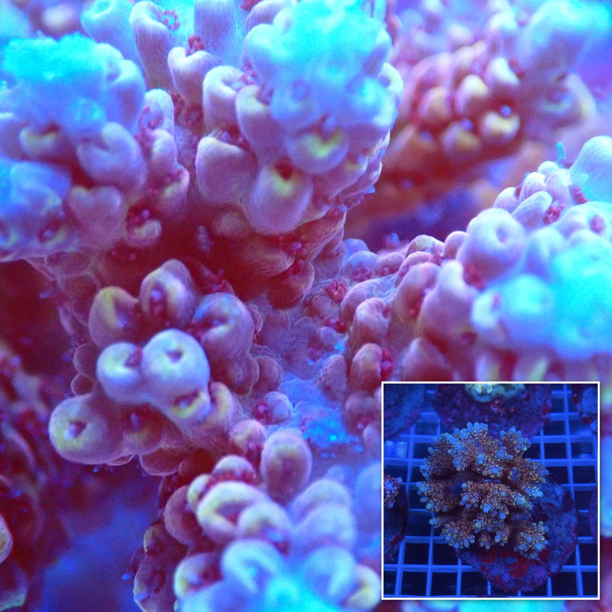 Acro Colony C7 macro with colony inset