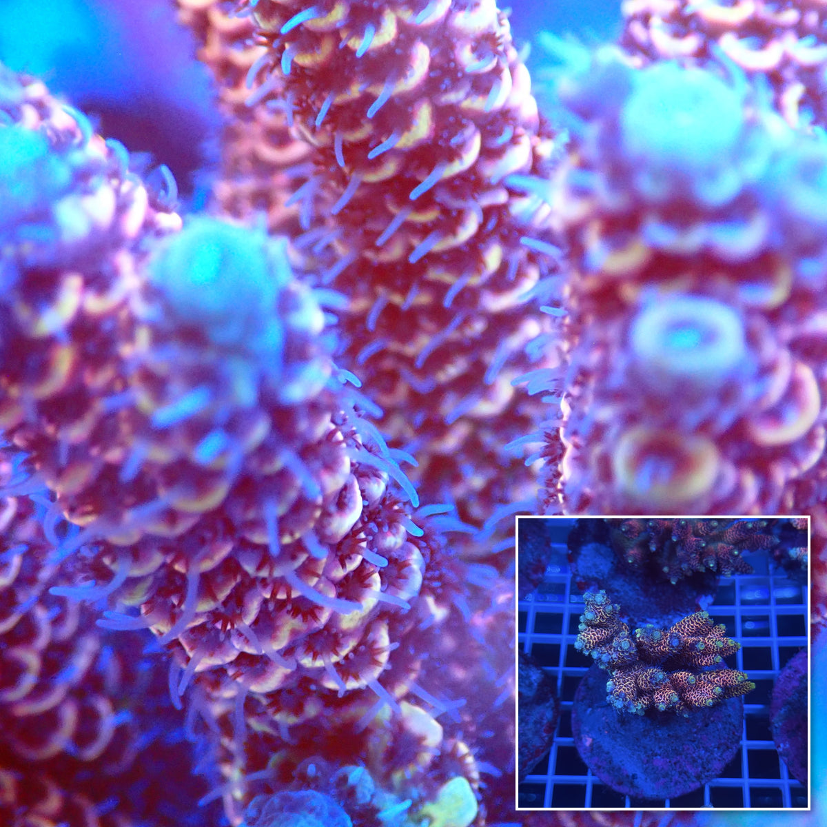 Acro Colony C8 macro with colony inset