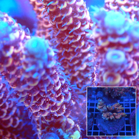Acro Colony C8 macro with colony inset