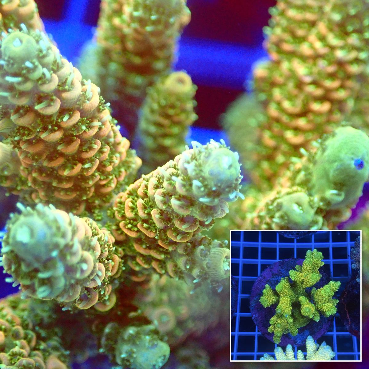 Acro Colony C9 macro with colony inset