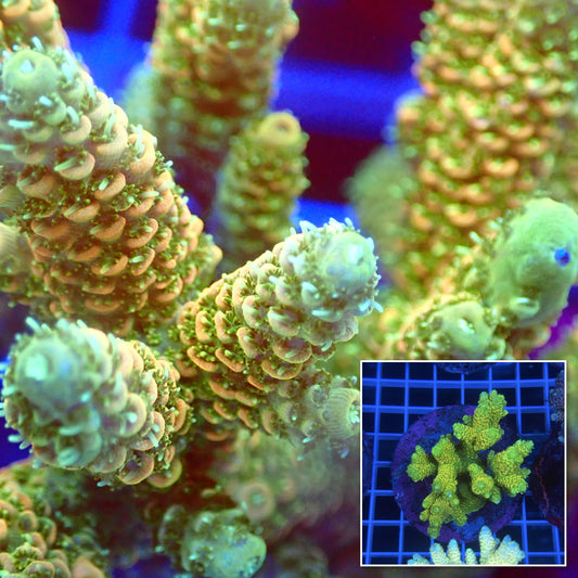 Acro Colony C9 macro with colony inset