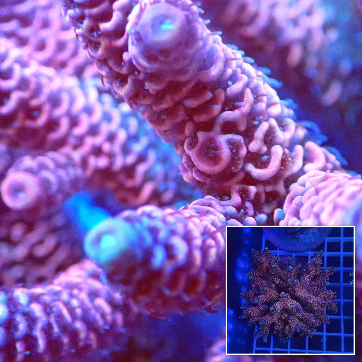 Acro Colony D1 macro with colony inset
