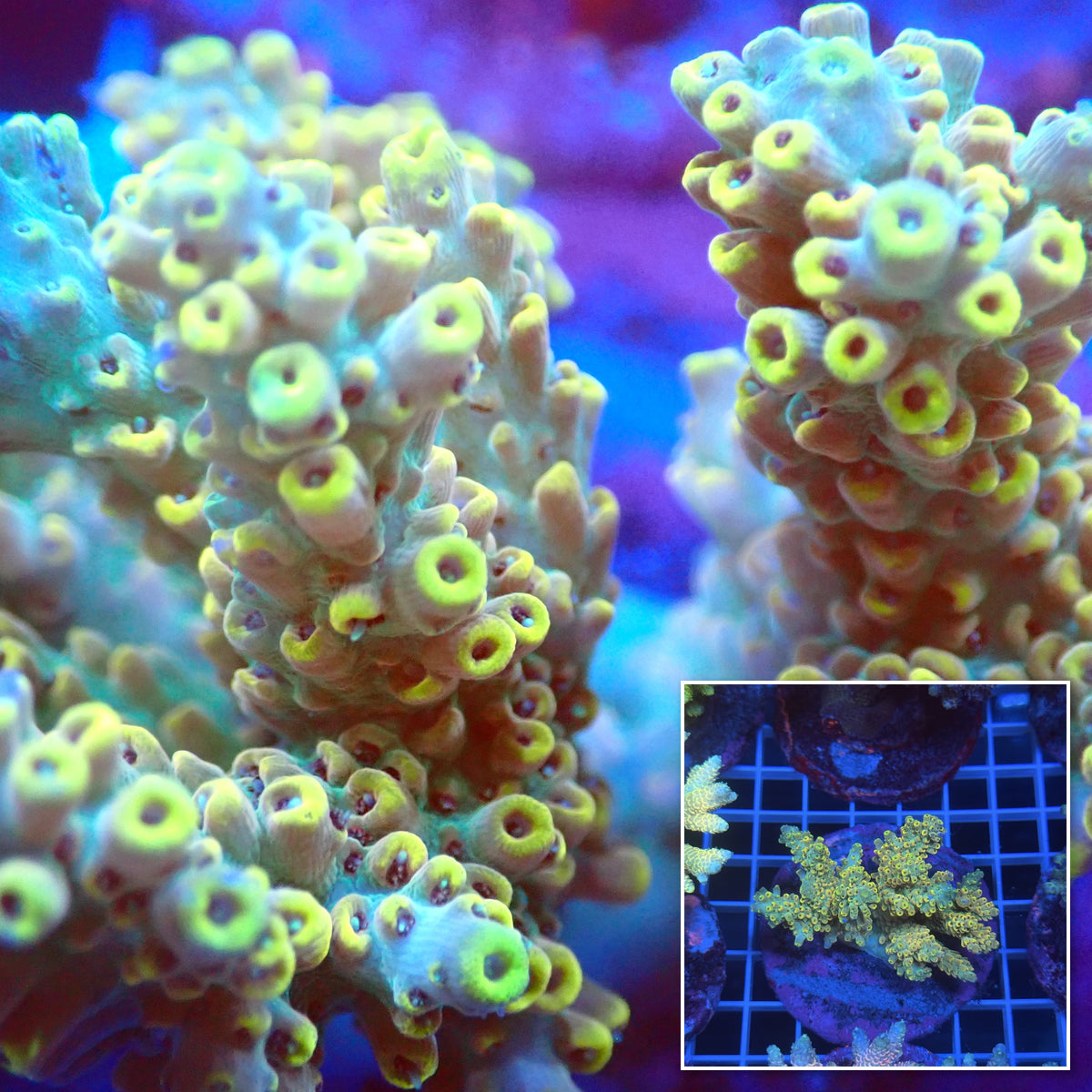 Acro Colony D10 macro with colony inset