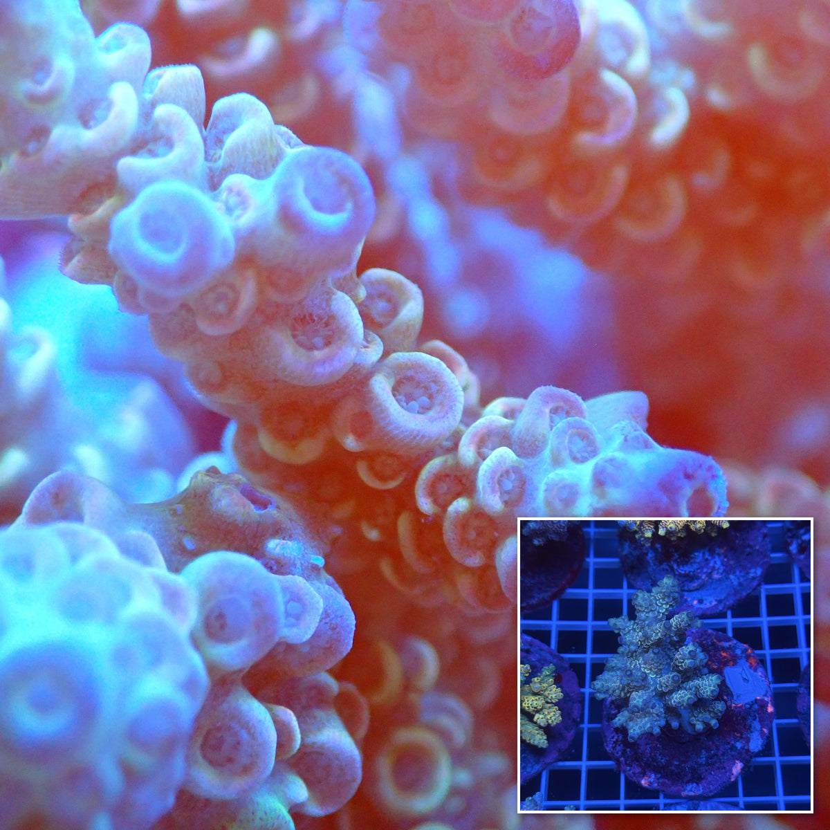 Acro Colony D11 macro with colony inset