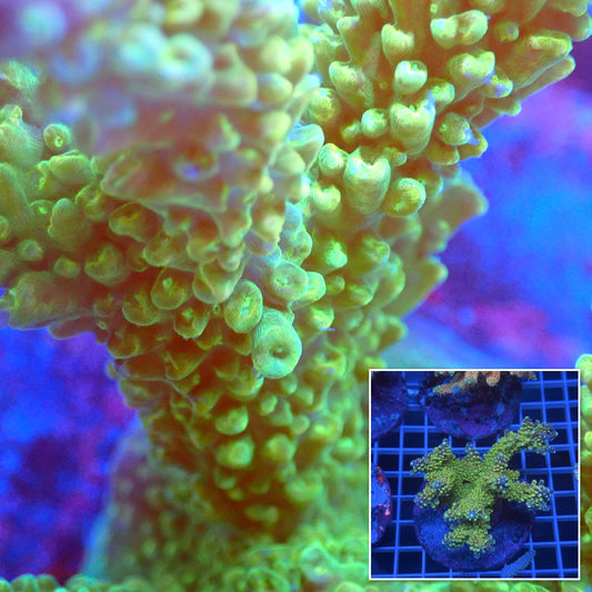 Acro Colony D12 macro with colony inset