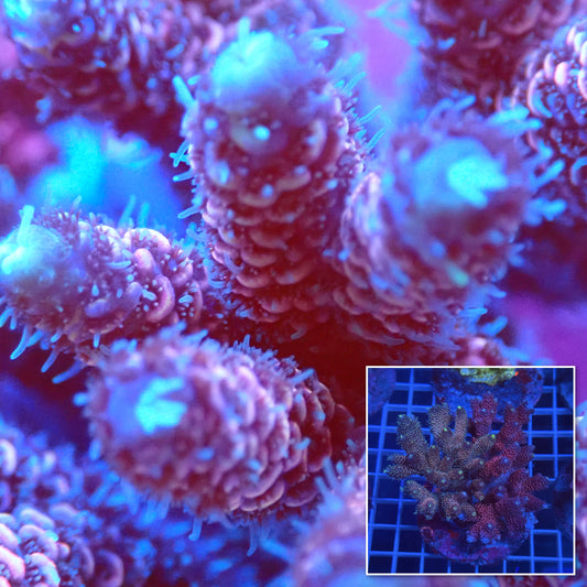 Acro Colony D2 macro with colony inset