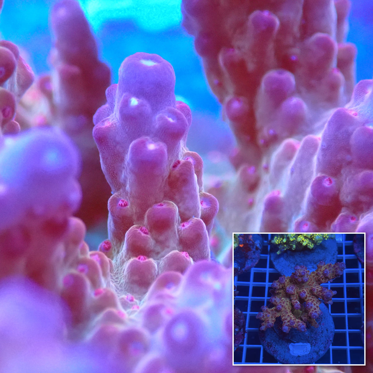 Acro Colony D3 macro with colony inset
