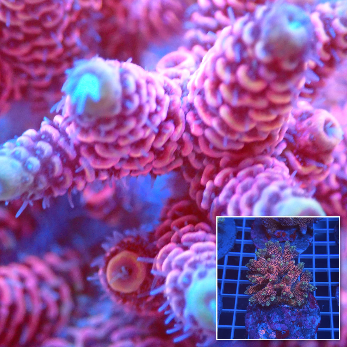 Acro Colony D4 macro with colony inset