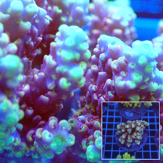 Acro Colony D5 macro with colony inset
