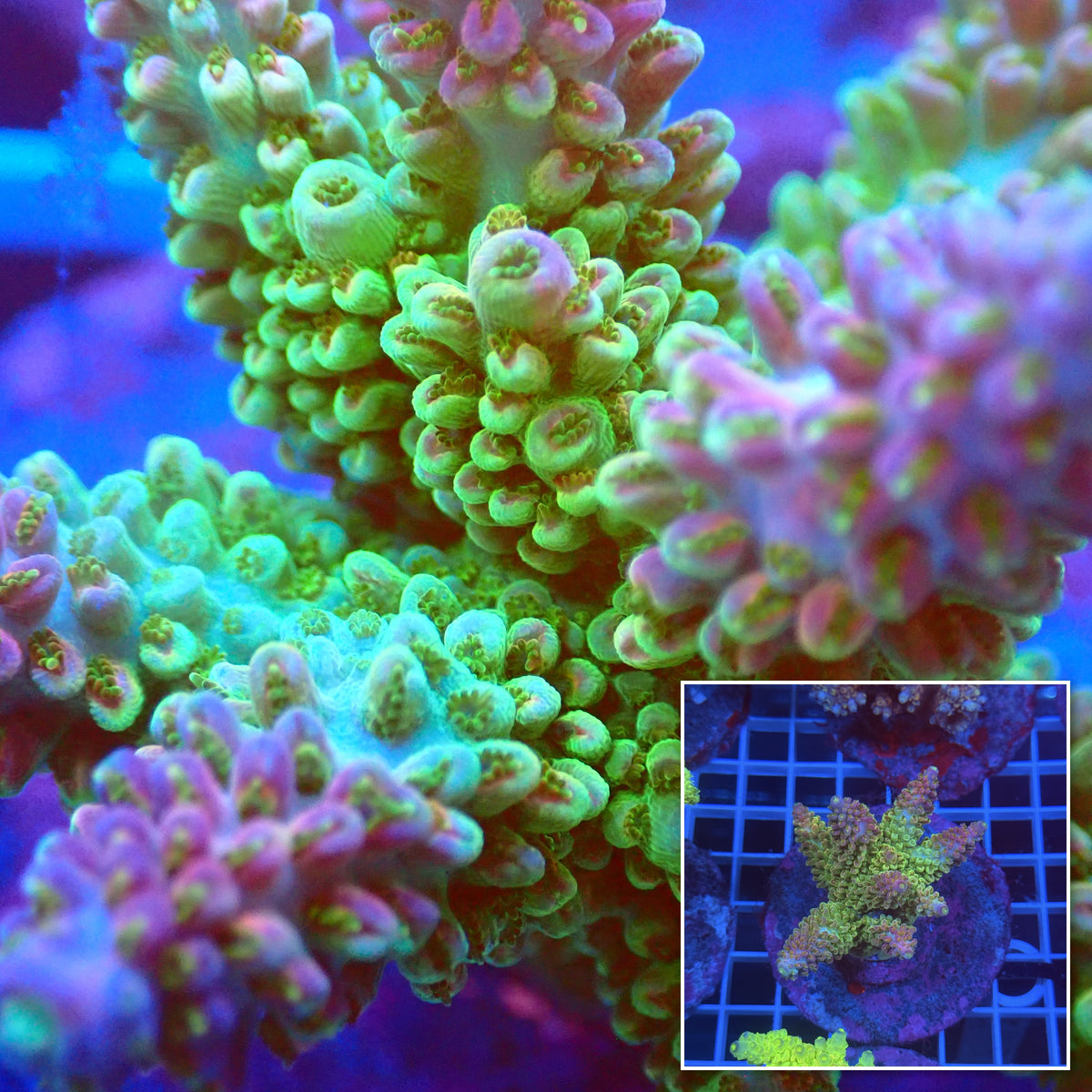 Acro Colony D7 macro with colony inset