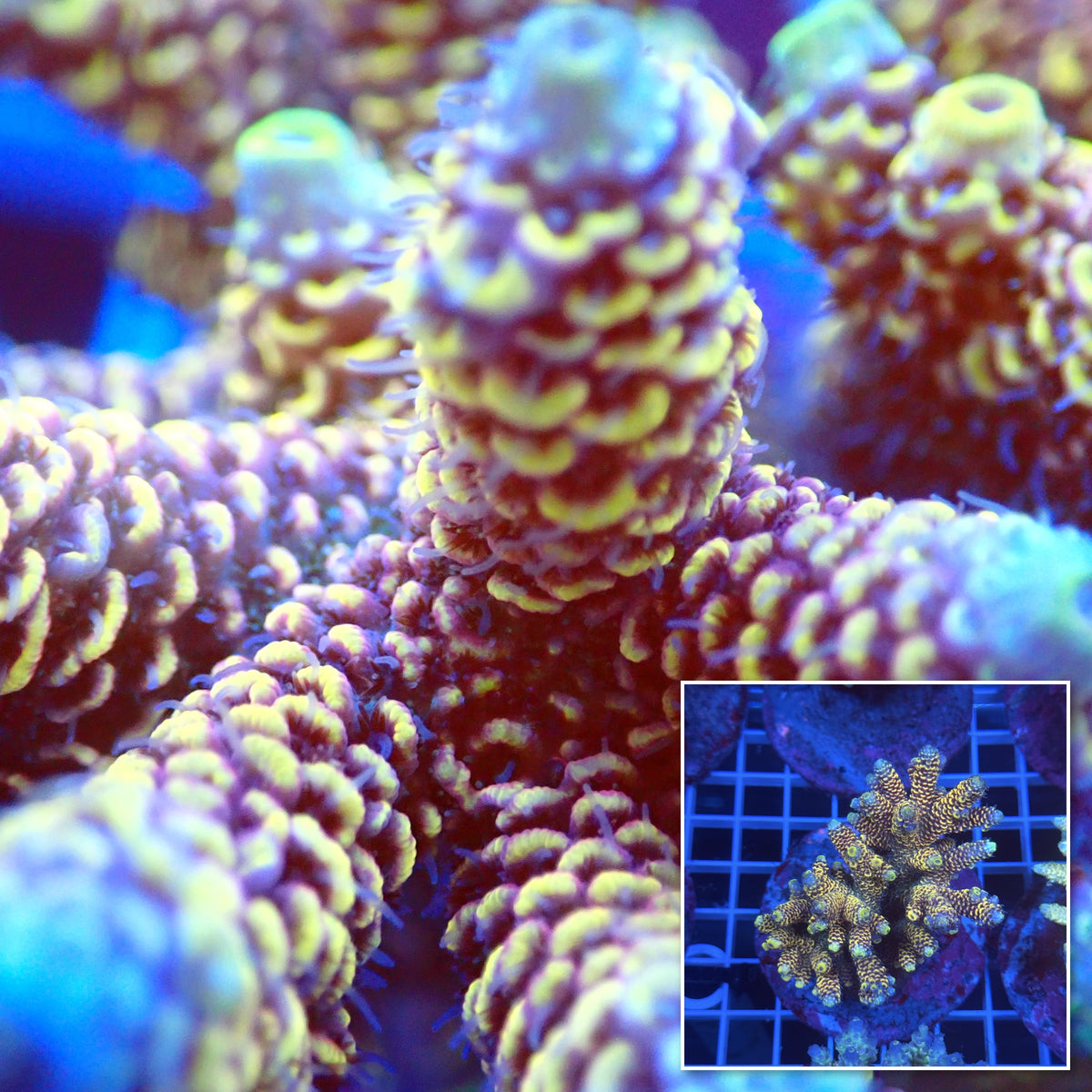 Acro Colony D8 macro with colony inset