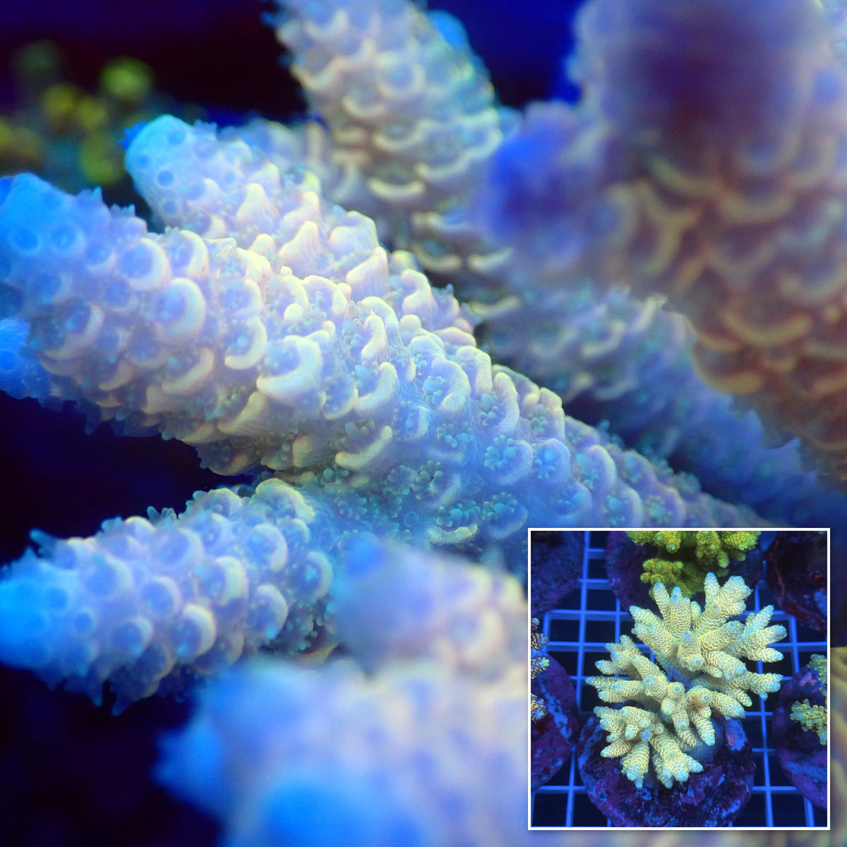 Acro Colony D9 macro with colony inset