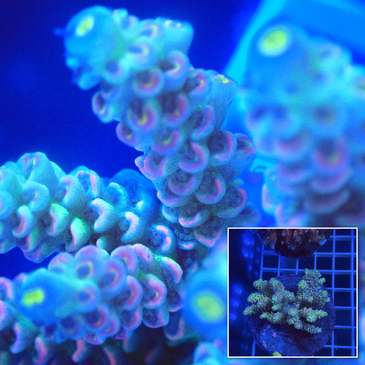 Acro Colony E1 macro with colony inset